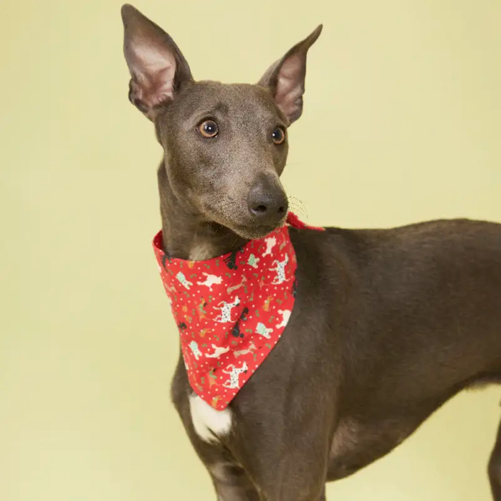 FESTIVE DOG RED BANDANA 2